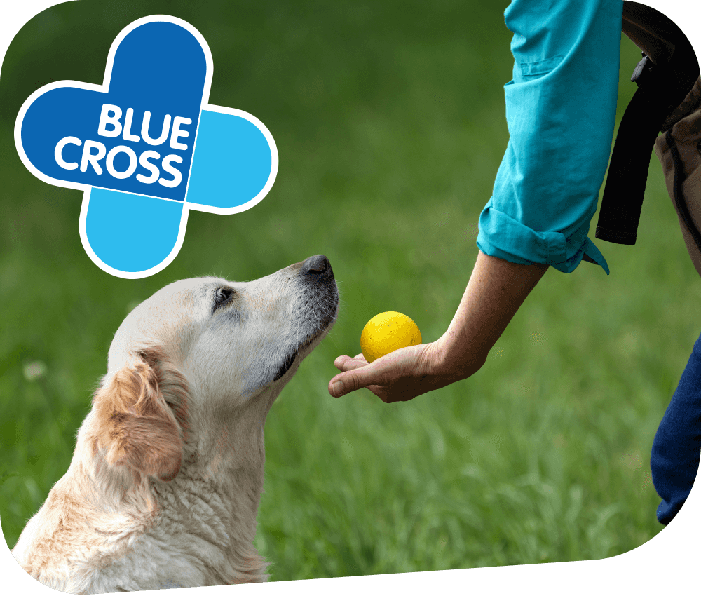 Picture of a dog and the Blue Cross logo